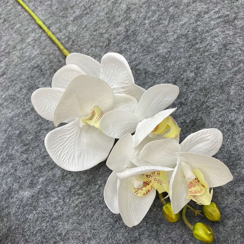 Phalaenopsis Orchid - Gifts by Art Tree
