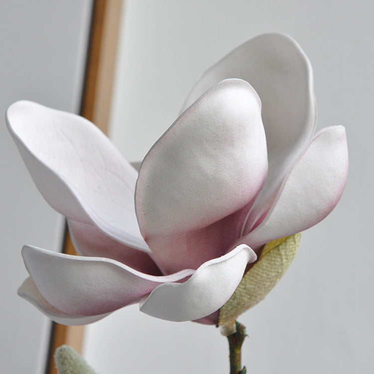 Yulan Magnolia - Yellow