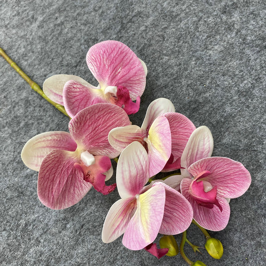 Phalaenopsis Orchid - Gifts by Art Tree