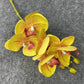 Phalaenopsis Orchid - Gifts by Art Tree